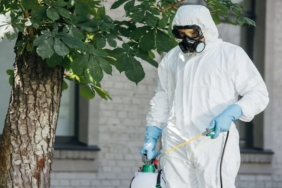 Böcek İlaçlama Nedir? Neden Önemlidir?