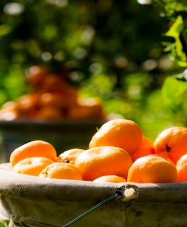 Ege Bölgesi Narenciye Rekoltesinde Sert Düşüş: Üretim Yüzde 34 Azaldı