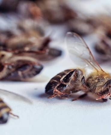 Pestisit Tehlikesi: Arıların Yok Oluşu Gıda Zincirini Çökertiyor!